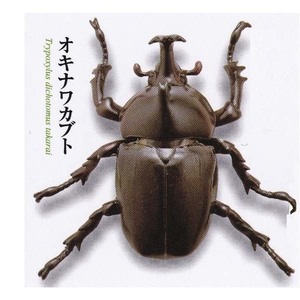 海洋堂 カプセルQ ミュージアム リアル昆虫立体図鑑 カブトムシ編 甲虫の王様 カブトムシ大全 オキナワカブト フィギュア