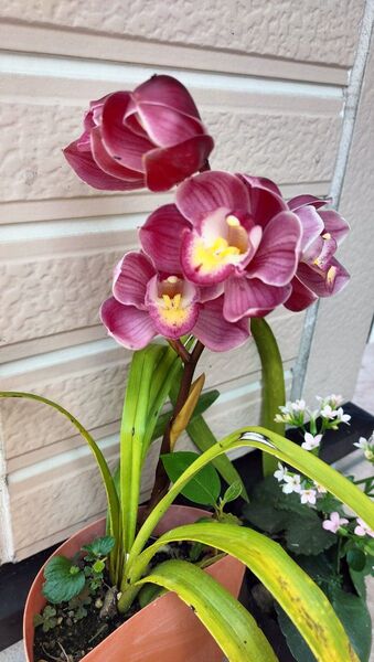 洋蘭シンビジウムとカランコエ 花盆栽 観葉植物2鉢 バラ売り 対応