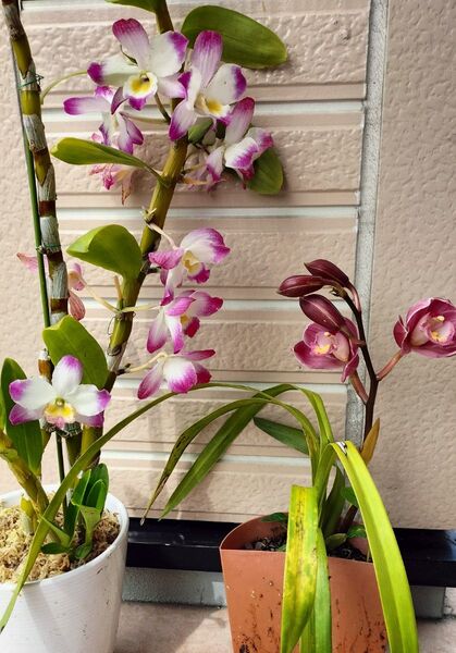 洋蘭シンビジウムとデンドロ リューム花盆栽 観葉植物2鉢 バラ売り 対応