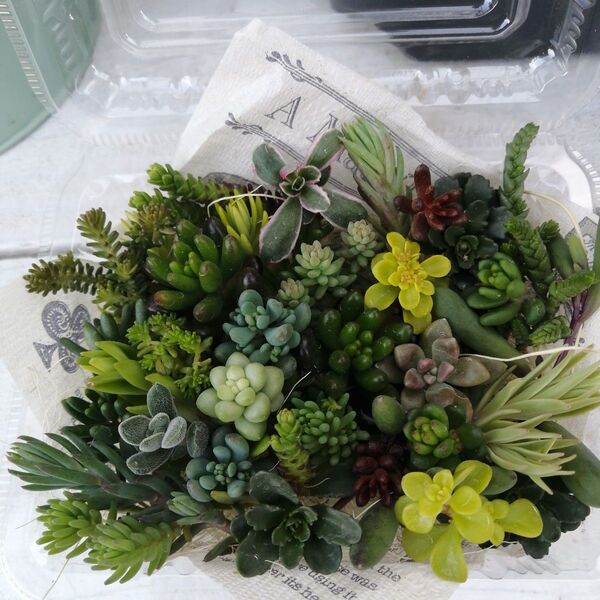 多肉植物カット苗 寄せ植えに セダム