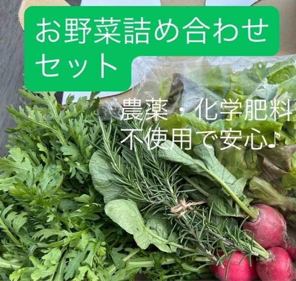 【フレッシュお野菜セット】 サラダミックスリーフ ラディッシュ 春菊 ケール 農薬・化学肥料不使用 ゆうパケットプラスいっぱい♪