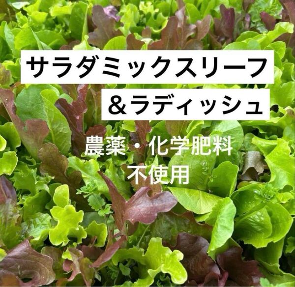 新鮮サラダミックスリーフ&ラディッシュ ケール付き 農薬不使用 野菜