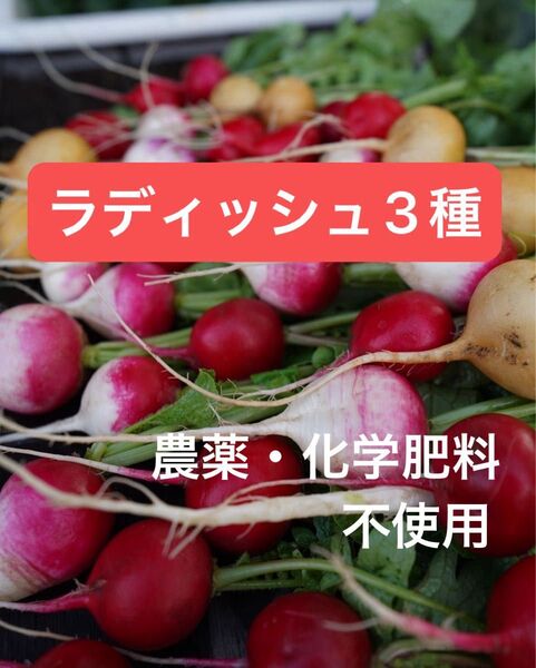 採りたてフレッシュ ラディッシュ(はつか大根)3種 20本セット 農薬・化学肥料不使用