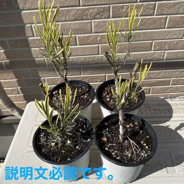 斑入り ラベンダー 挿し木苗 4個セット①小 パキポディウム