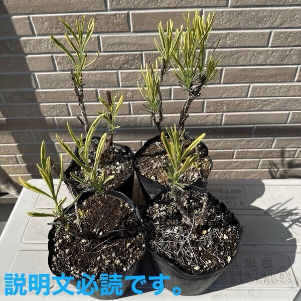 斑入り ラベンダー 挿し木苗 4個セット③大