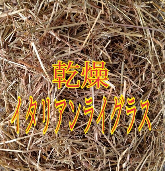 乾燥イタリアンライグラス 約50g