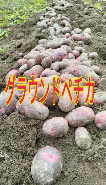 じゃがいも グラウンドペチカ約17キロ