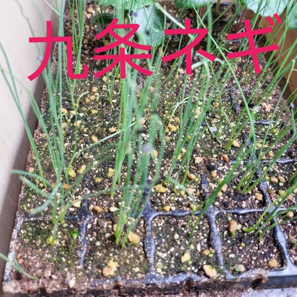 九条ネギ 20本以上