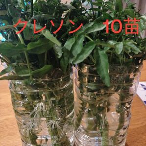 クレソン 10苗