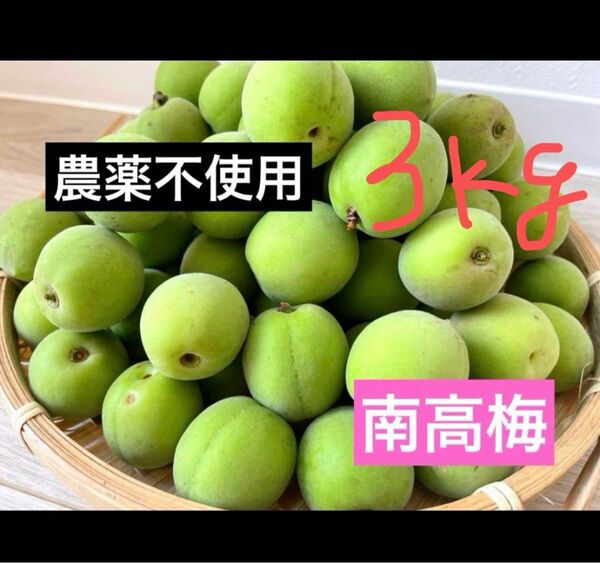 農薬不使用 徳島県産 南高梅 3kg 無農薬