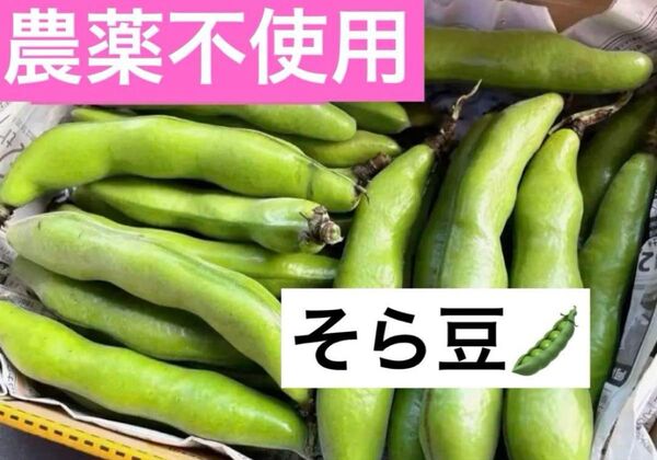 農薬不使用 徳島県産 そら豆 無農薬