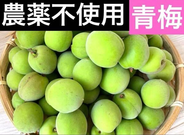 農薬不使用 徳島県産 青梅 2kg 無農薬