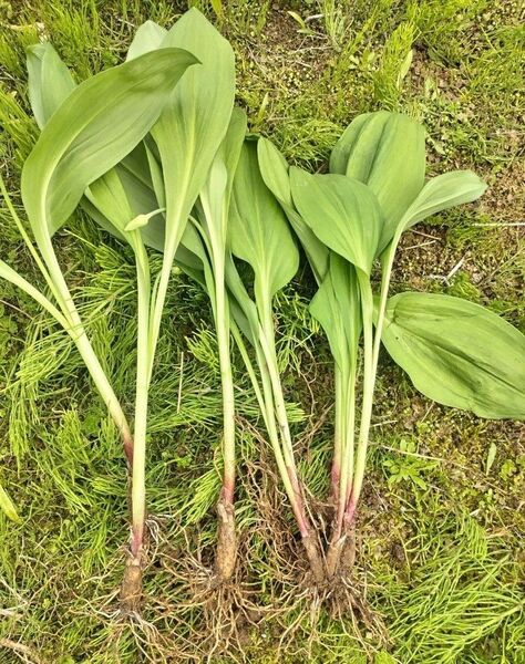 北海道 春の味覚 行者にんにく 抜き苗5本 無農薬栽培