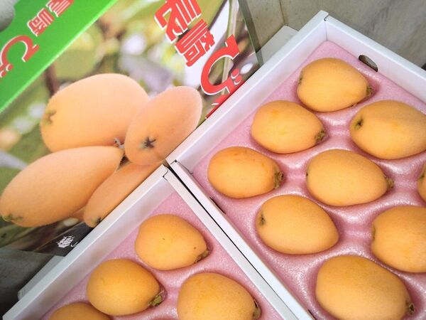 長崎県産「温室びわ」枇杷。2箱セット