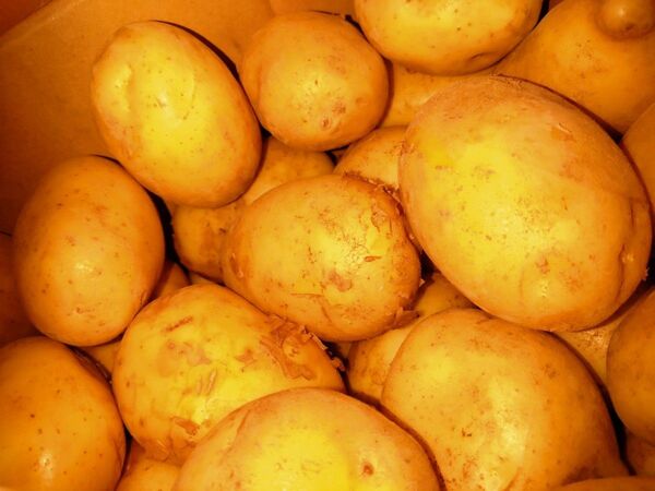 長崎県産。じゃがいも「アイユタカ」約5キロ