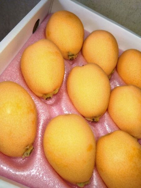 長崎県産「温室びわ」枇杷。約500グラム