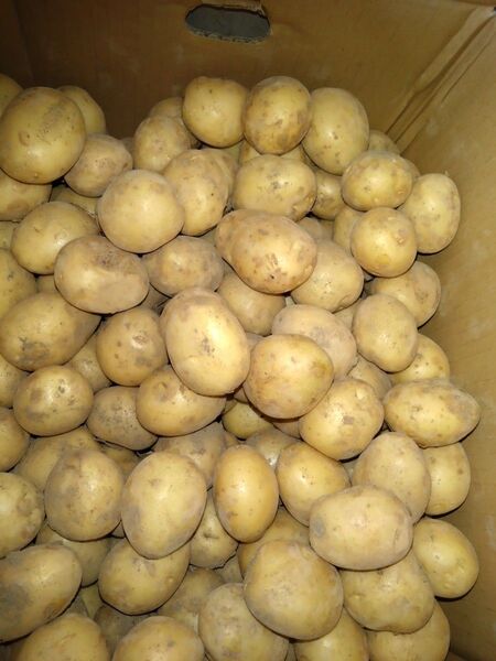 長崎県産。じゃがいも「アイユタカ」S。約5キロ