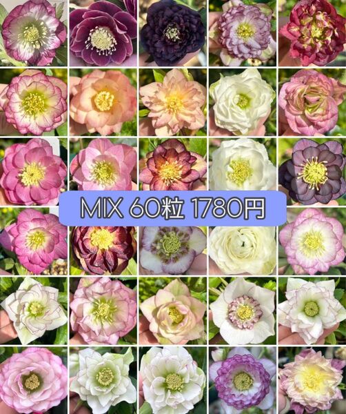 クリスマスローズ 種 60粒 mix