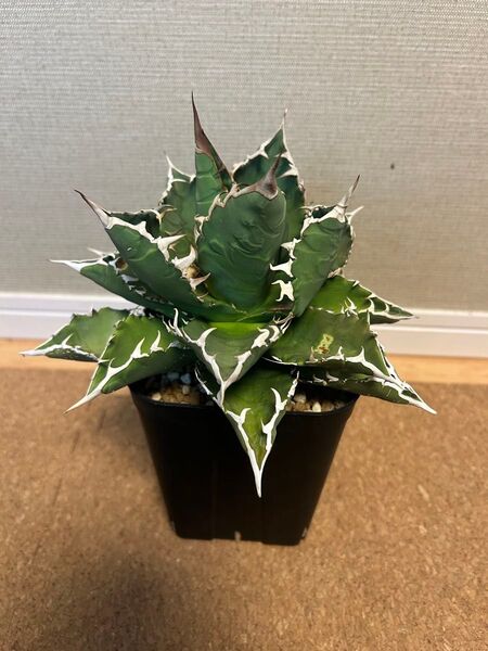 アガベ チタノタ 白鯨 中株 agave 強棘 多肉植物 福建白鯨