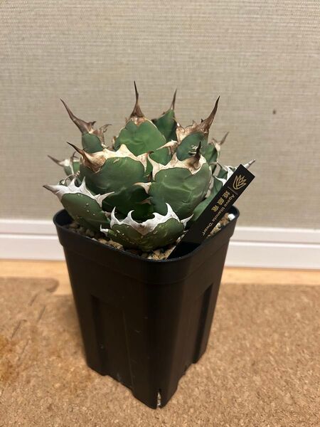 姫厳龍 アガベ agave チタノタ DWARF アガベ オアハカ