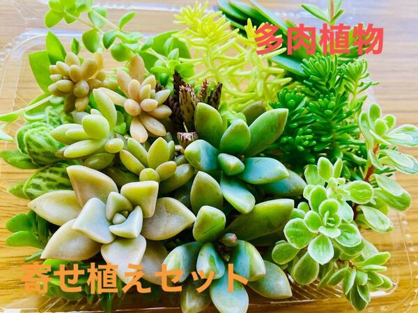 多肉植物 ミックス苗 寄せ植えセット