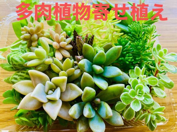多肉植物 カット苗寄せ植えセット