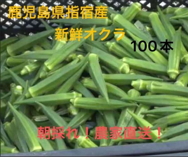 鹿児島県指宿産 新鮮オクラ 約100本