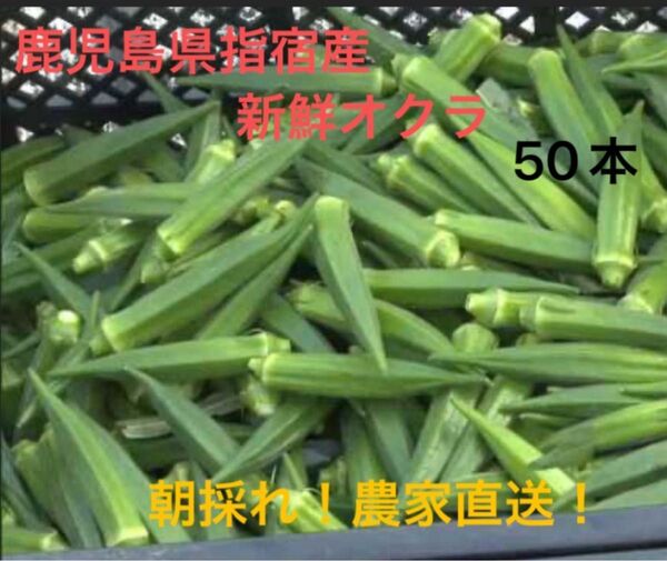 鹿児島県指宿産 新鮮オクラ 50本
