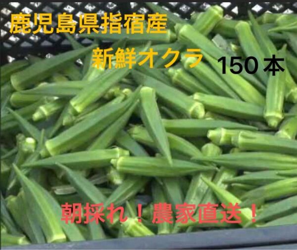 鹿児島県指宿産 新鮮オクラ 150本
