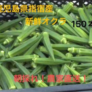 鹿児島県指宿産 新鮮オクラ 150本
