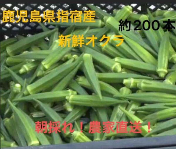 鹿児島県指宿産 新鮮オクラ 約200本