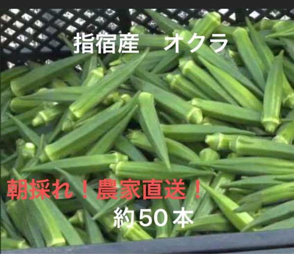 鹿児島県指宿産 オクラ 50本