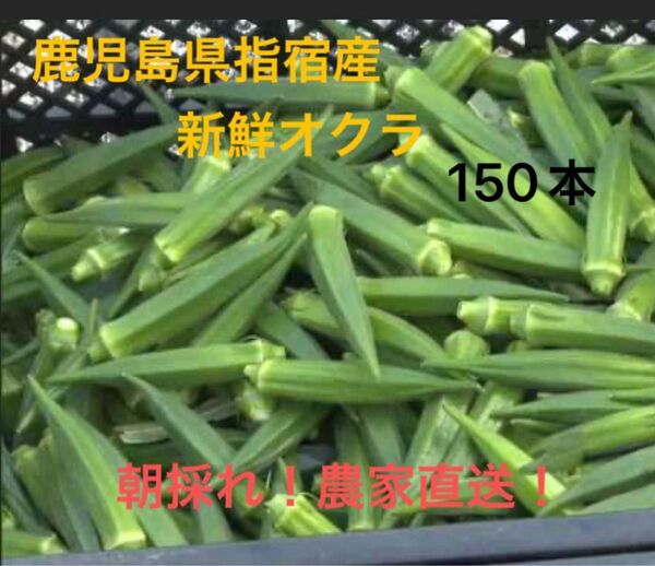 鹿児島県指宿産 新鮮オクラ 150本