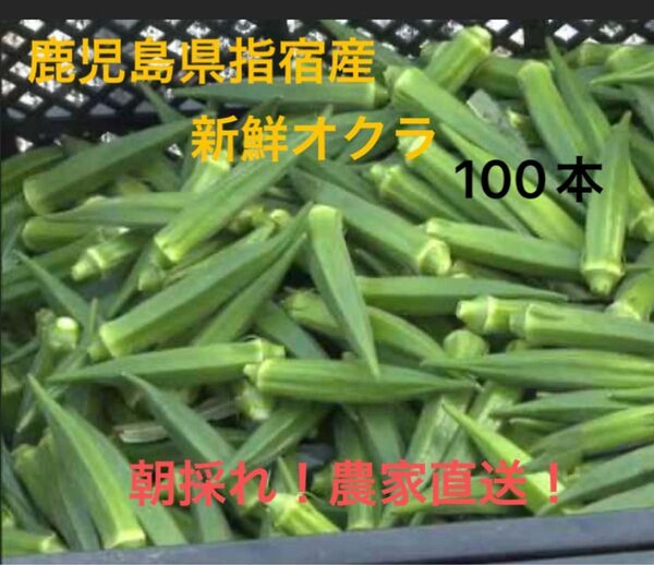 鹿児島県指宿産 新鮮オクラ 100本