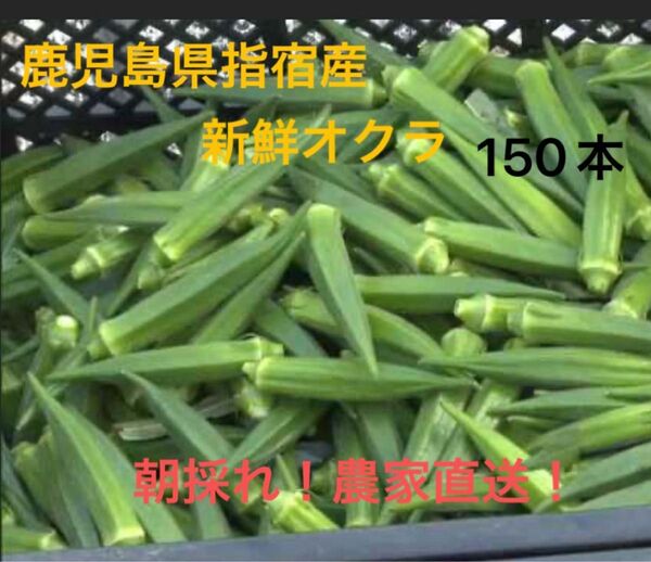 鹿児島県指宿産 新鮮オクラ 150本