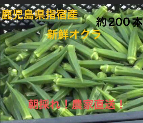 鹿児島県指宿産 新鮮オクラ 約200本