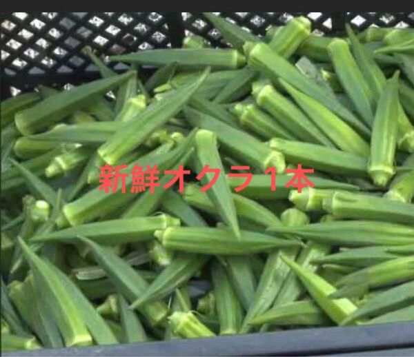 鹿児島県指宿産 新鮮オクラ 1本