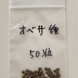 ユーフォルビアオベサ 種子 50粒 2ヶ月以内採種