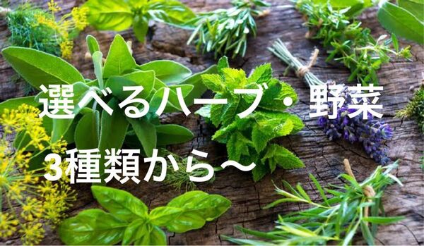 初心者応援SALE中!育てやすい野菜 ハーブの種 家庭菜園用 有機野菜