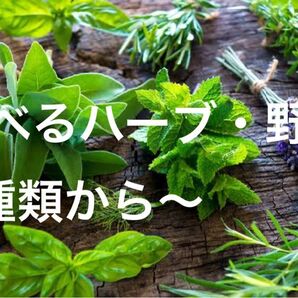 初心者応援SALE中!育てやすい野菜 ハーブの種 家庭菜園用 有機野菜 【購入希望コメント専用、この商品自体の購入はお控え下さい】