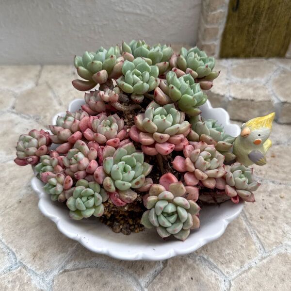 キュートバブル 多肉植物 韓国苗 カット苗 群生 3苗セット レア