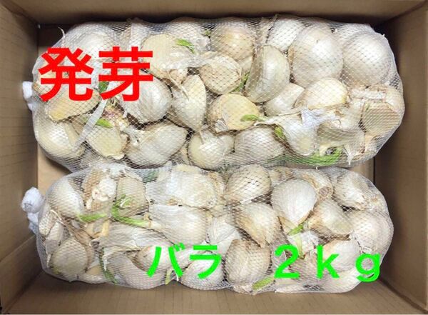 青森県産 にんにく バラ 2kg 発芽にんにく 大特価