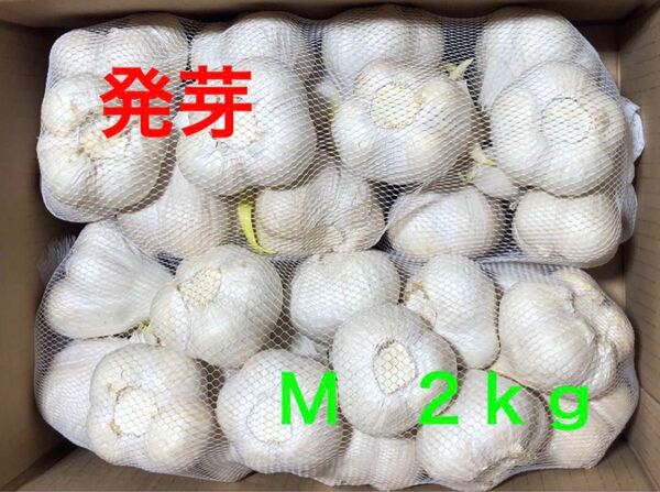 青森県産にんにく M 2kg 発芽にんにく 栄養満点