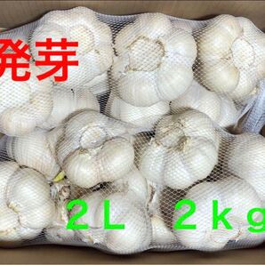 青森県産 にんにく 2L 2kg 発芽にんにく 大特価