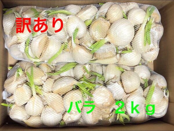 青森県産 にんにく バラ 2kg 訳あり 大特価