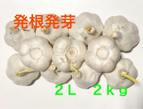 青森県産 にんにく 2L 2kg 発芽にんにく 栄養満点
