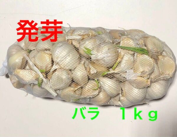 青森県産 にんにく バラ 1kg 発芽にんにく 大特価
