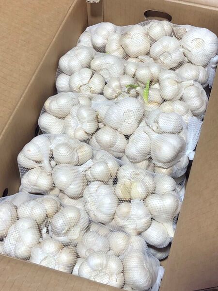 青森県産にんにく L 10kg 発芽にんにく 栄養満点