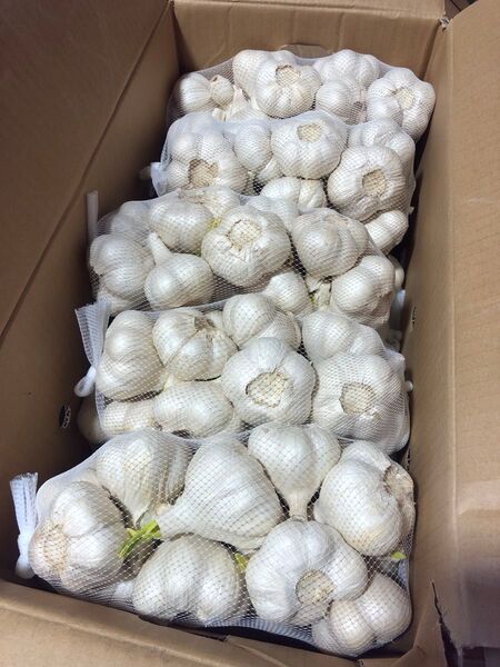 青森県産 にんにく 2L 10kg 発芽にんにく 栄養満点