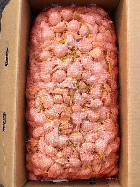 青森県産 にんにく バラ 10kg 発芽にんにく 大特価